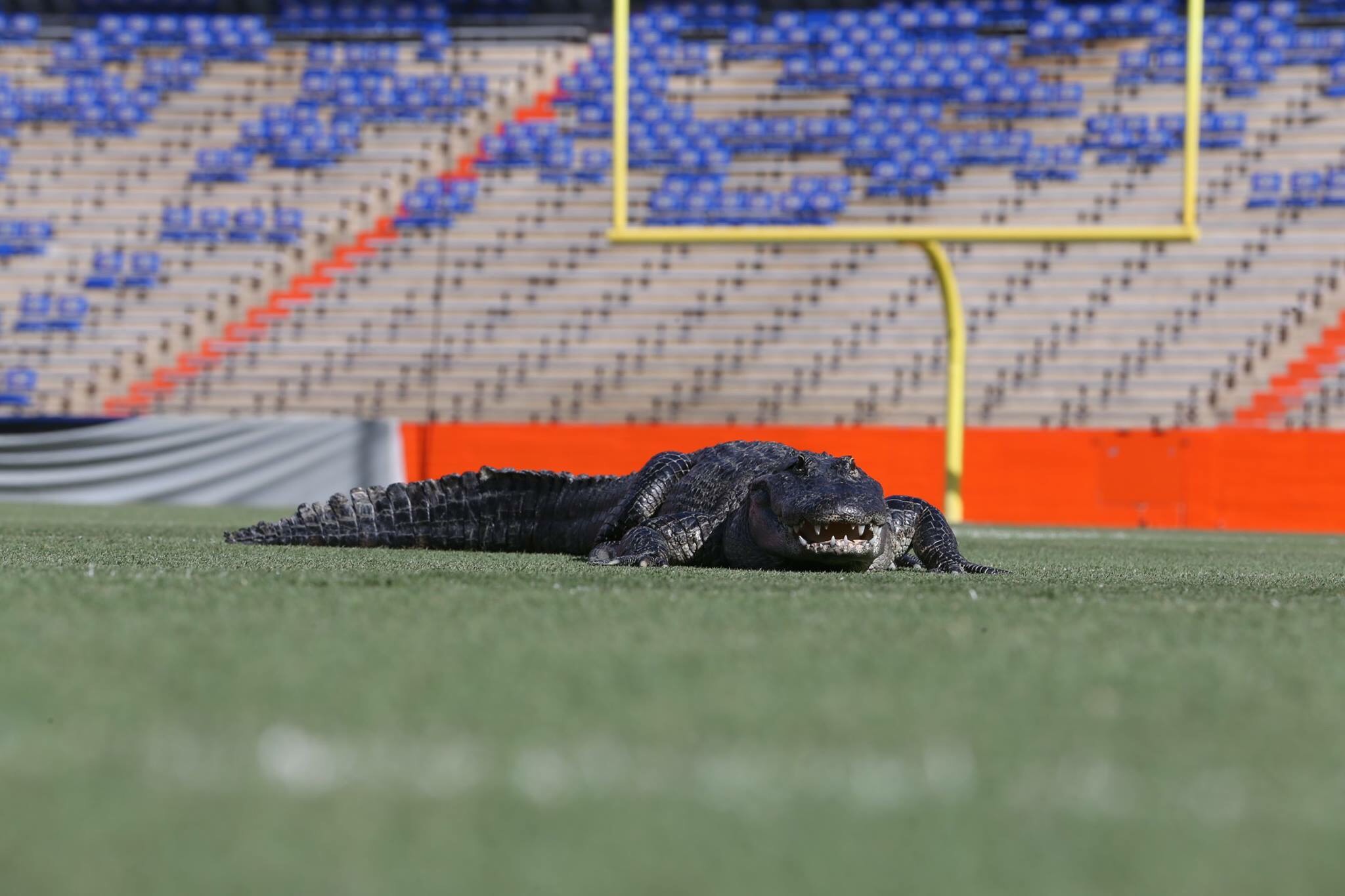 Meet The Gator That Broke The Internet Espn 98 1 Fm 850 Am Wruf